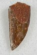 Serrated Raptor Tooth From Morocco - #13677-1